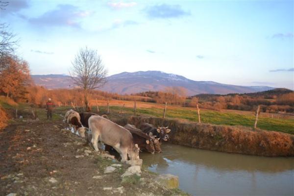 Agroturism Stara Stala Hotel Borut Buitenkant foto